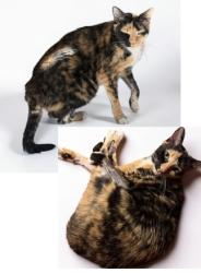 Lost Female Cat last seen Fonseca Drive, St. Augustine, FL 32086