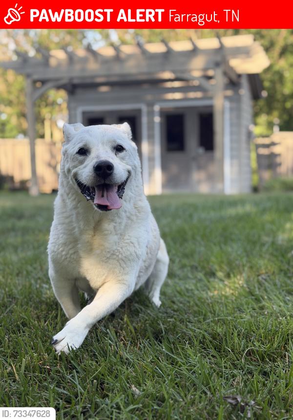 Lost Female Dog last seen S fox den drive, Farragut, TN 37934