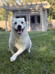 Lost Female Dog last seen S fox den drive, Farragut, TN 37934