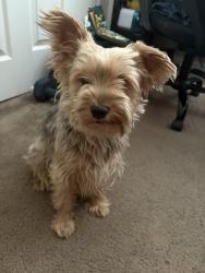 Found/Stray Male Dog last seen Daycreek above Wilson, Rancho Cucamonga, CA 91730