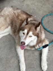 Found/Stray Unknown Dog last seen Grand ave and Rose, Escondido, CA 92027