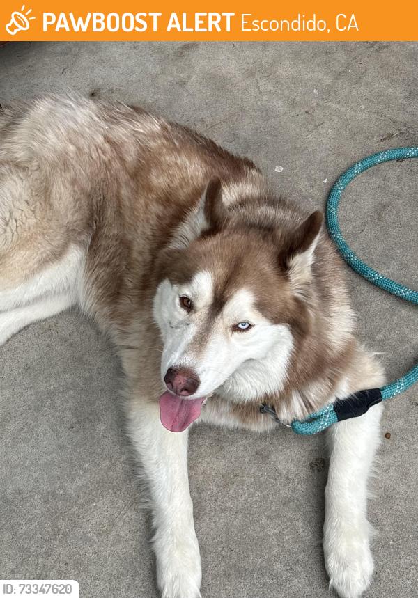 Found/Stray Unknown Dog last seen Grand ave and Rose, Escondido, CA 92027