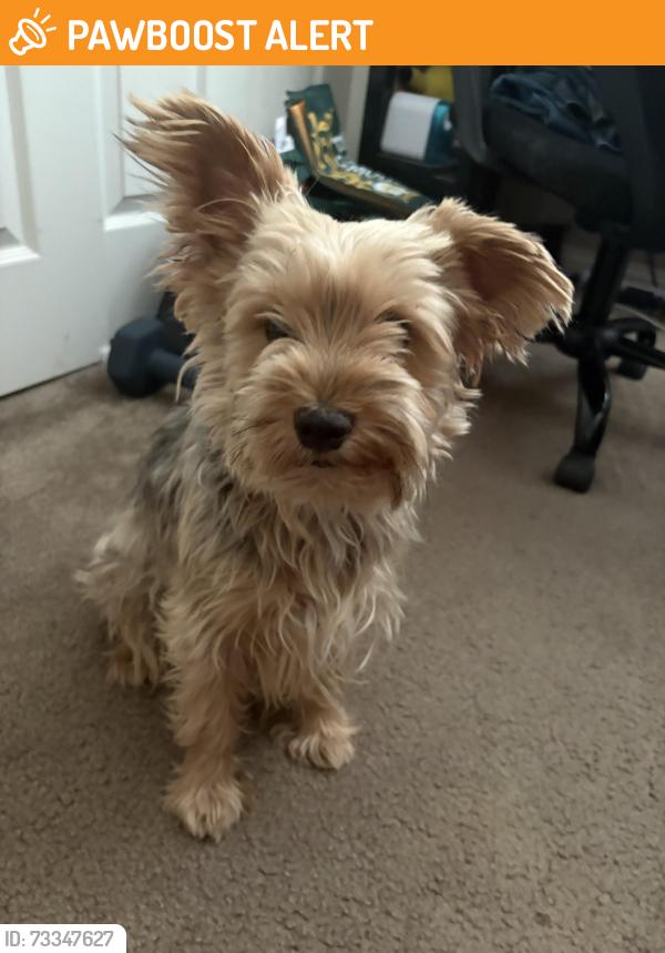 Found/Stray Male Dog last seen Daycreek above Wilson, Rancho Cucamonga, CA 91730