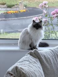 Lost Female Cat last seen Blackburn Road, Egerton, England BL7 9TX