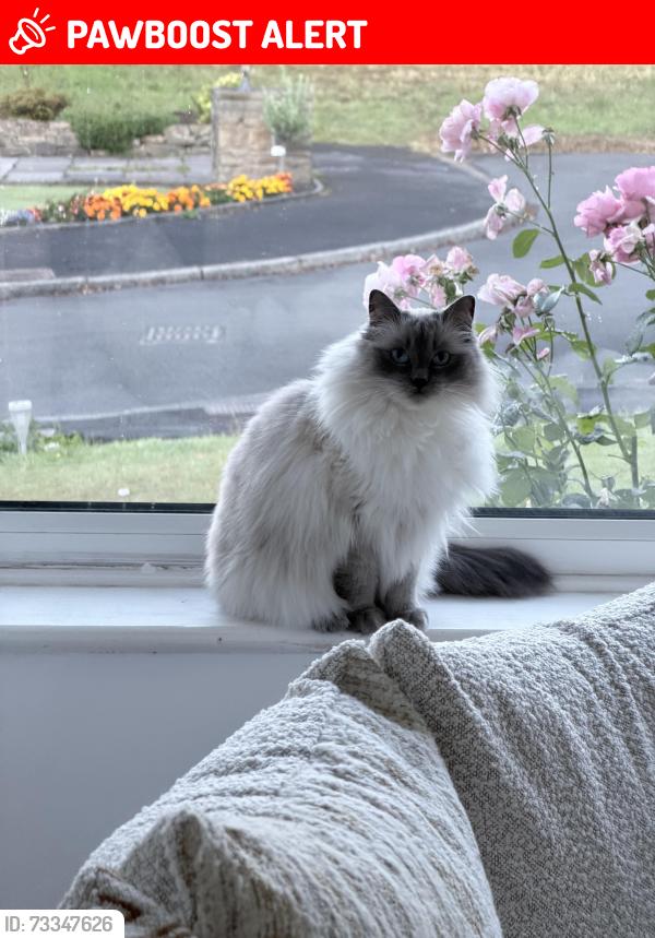 Lost Female Cat last seen Blackburn Road, Egerton, England BL7 9TX
