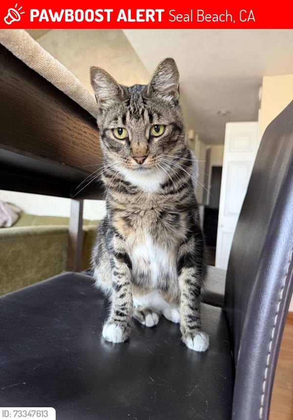 Lost Male Cat last seen Seal Way and Dolphin St. near boardwalk, Seal Beach, CA 90740