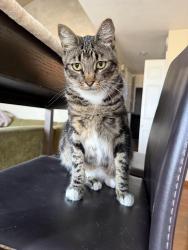 Lost Male Cat last seen Seal Way and Dolphin St. near boardwalk, Seal Beach, CA 90740