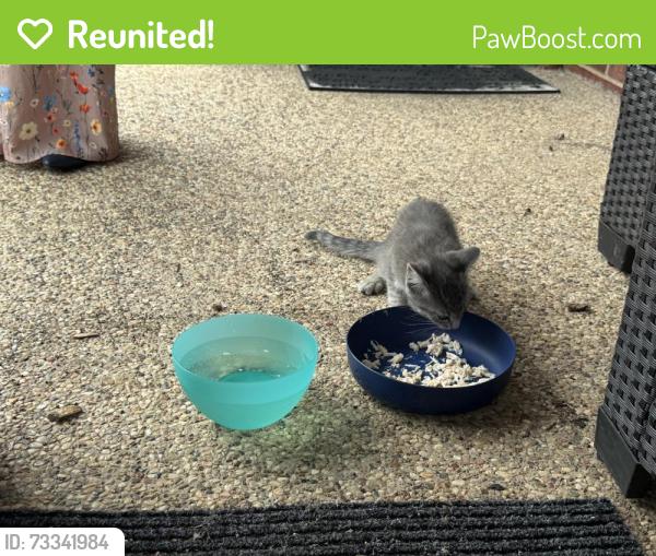 Reunited Female Cat last seen Near silkcrest trail, Arlington, TX 76017