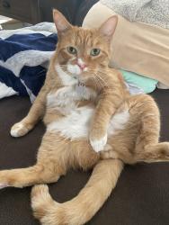 Lost Male Cat last seen Gladstone and Lonehill, San Dimas, CA 91773