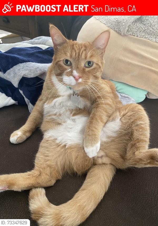 Lost Male Cat last seen Gladstone and Lonehill, San Dimas, CA 91773