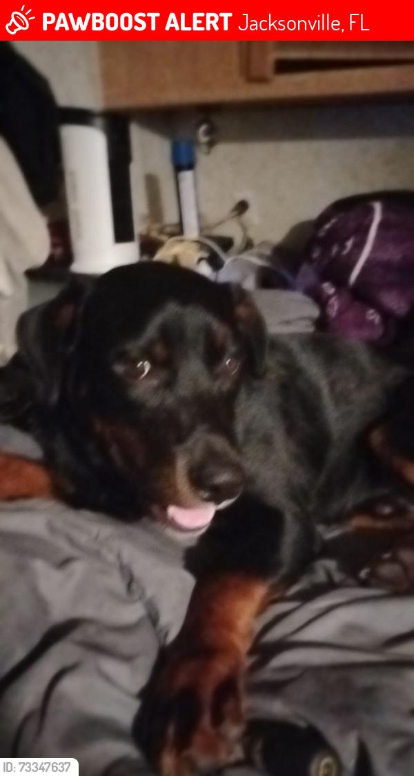 Lost Male Dog last seen Southside Baptist church, Jacksonville, FL 32216