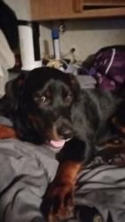 Lost Male Dog last seen Southside Baptist church, Jacksonville, FL 32216