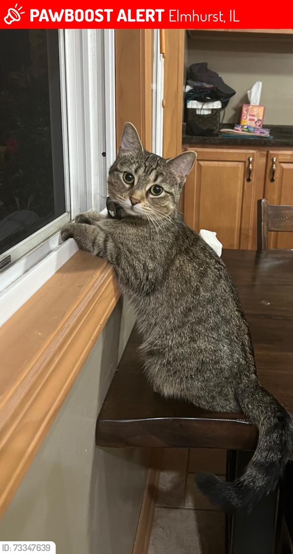 Lost Female Cat last seen Poplar and Lexington Street, Elmhurst, IL 60126