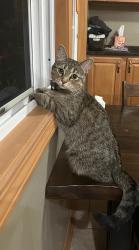 Lost Female Cat last seen Poplar and Lexington Street, Elmhurst, IL 60126