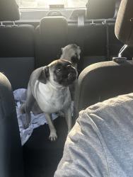 Reunited Unknown Dog last seen Central City, Phoenix, AZ, USA, Phoenix, AZ 85034