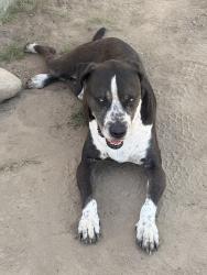 Found/Stray Unknown Dog last seen South Side Church of God, Hanford, CA 93230
