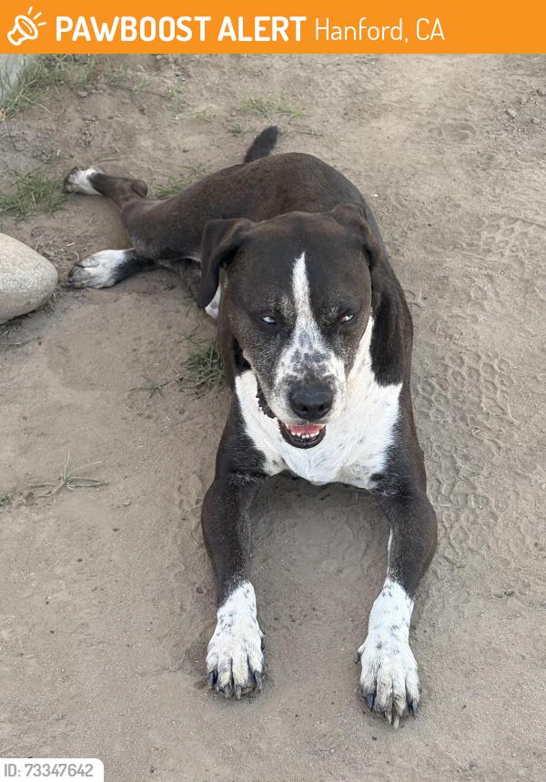 Found/Stray Unknown Dog last seen South Side Church of God, Hanford, CA 93230