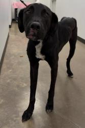 Shelter Stray Male Dog last seen Midwest City, 8485 E Reno Ave, Midwest City, OK 73110, USA