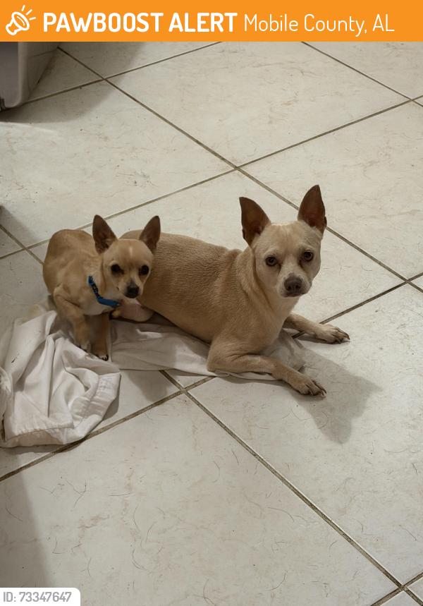 Found/Stray Male Dog last seen Knollwood Dr and Cottage Hill are, Mobile County, AL 36609