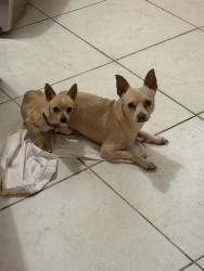 Found/Stray Male Dog last seen Knollwood Dr and Cottage Hill are, Mobile County, AL 36609