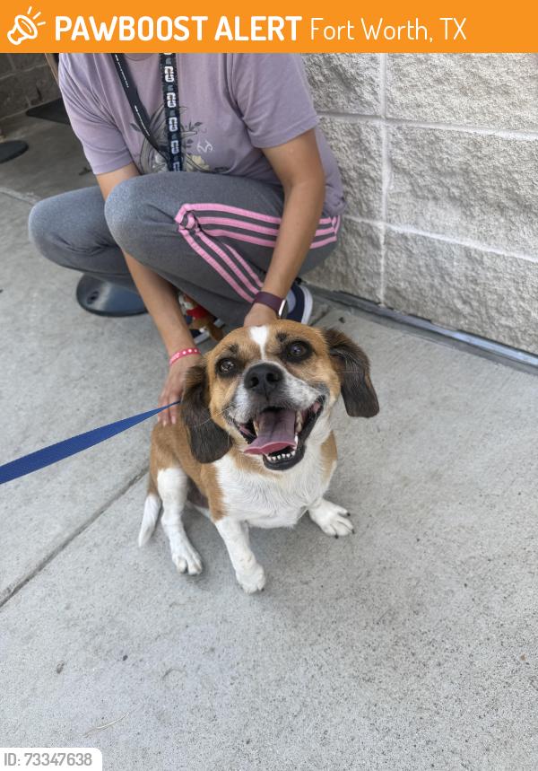 Found/Stray Male Dog last seen 35w, Fort Worth, TX 76111