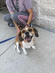 Found/Stray Male Dog last seen 35w, Fort Worth, TX 76111