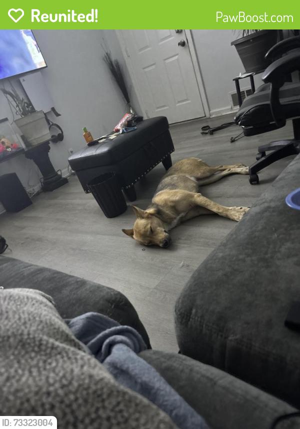 Reunited Female Dog last seen Van horn high school, Independence, MO 64053