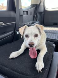 Reunited Unknown Dog last seen Buffalo Springs Drive, Montgomery, TX 77356