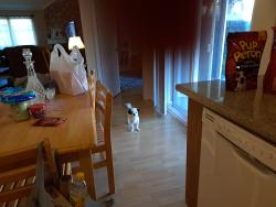 Lost Female Dog last seen Secretariet Dr and Citation Stafford tx 77477, Stafford, TX 77477