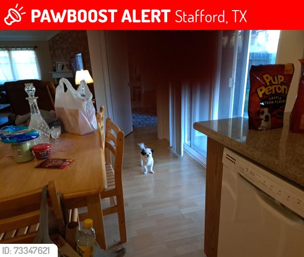 Lost Female Dog last seen Secretariet Dr and Citation Stafford tx 77477, Stafford, TX 77477
