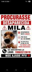 Lost Female Dog last seen Pinguim, Jardim Macarenko, SP 13171-821