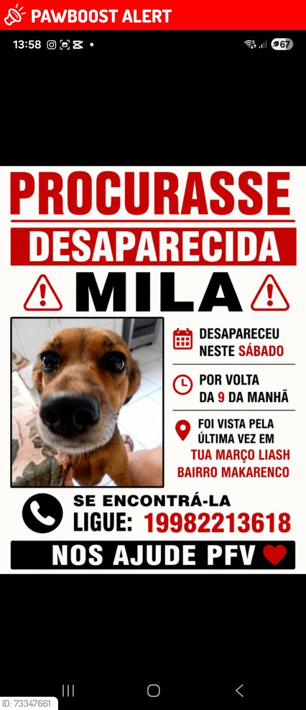 Lost Female Dog last seen Pinguim, Jardim Macarenko, SP 13171-821