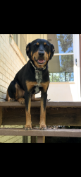 Reunited Female Dog last seen Went winning up Country Club between Mountain View and Arundale, Winston-Salem, NC 27104