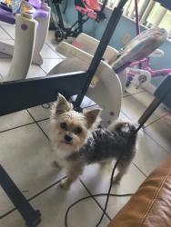 Reunited Male Dog last seen Griffin road, Fort Lauderdale, FL 33312