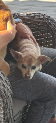 Lost Male Dog last seen Jessup & Lincoln, Cincinnati, OH 45247