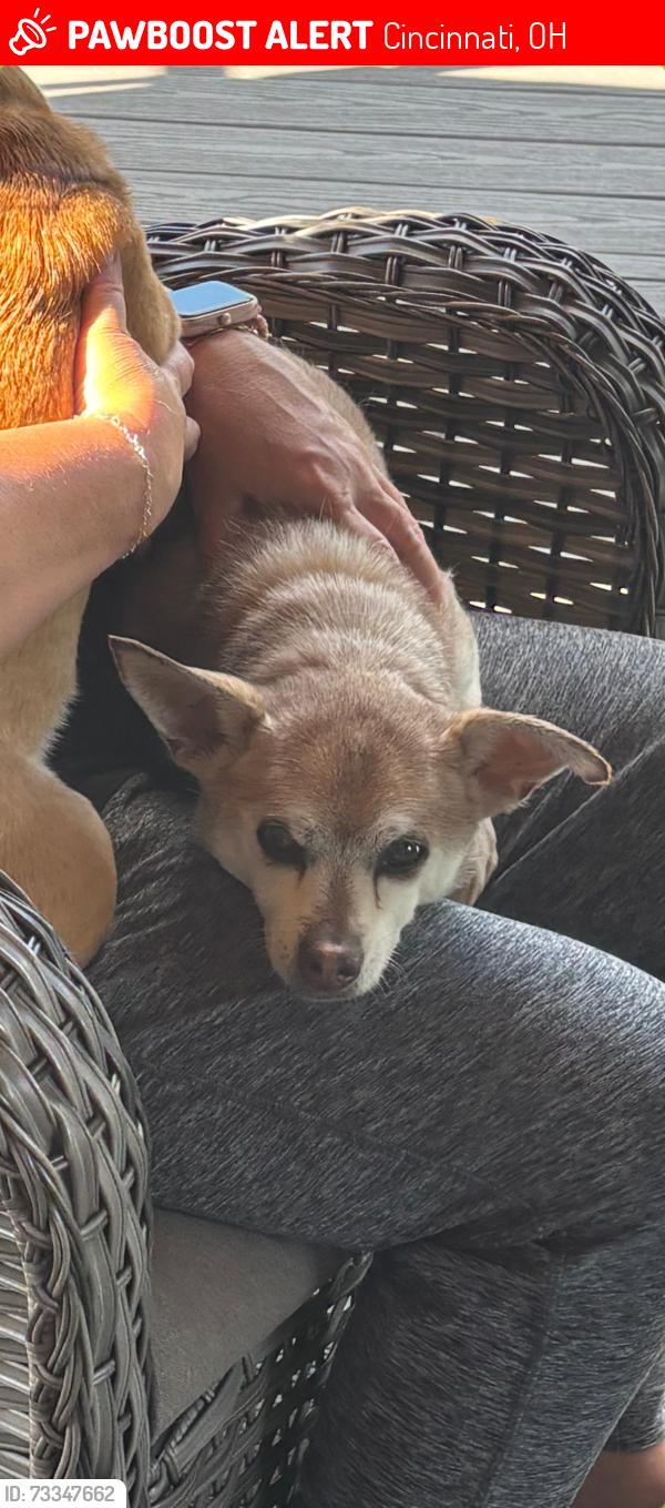 Lost Male Dog last seen Jessup & Lincoln, Cincinnati, OH 45247