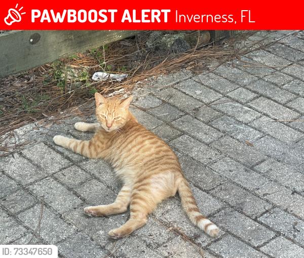 Lost Male Cat last seen Slate street, Inverness, FL 34452