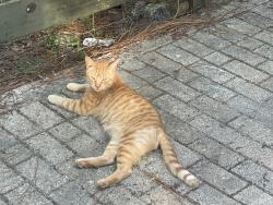 Lost Male Cat last seen Slate street, Inverness, FL 34452