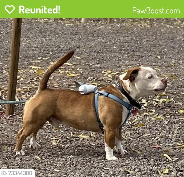 Reunited Male Dog last seen Near ave and state, Phoenix, AZ 85051