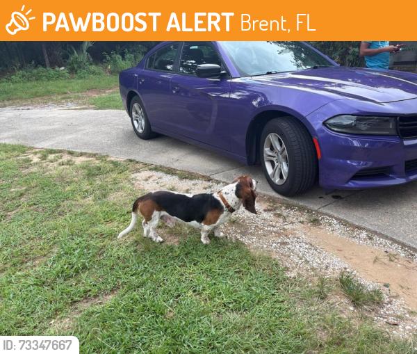Found/Stray Male Dog last seen East Burgess rd, Brent, FL 32503