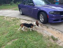 Found/Stray Male Dog last seen East Burgess rd, Brent, FL 32503