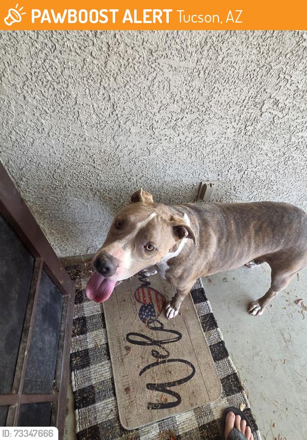 Found/Stray Male Dog last seen Honey Mesquite and Chilean Loop, Tucson, AZ 85730