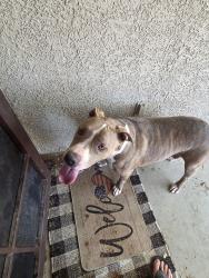 Found/Stray Male Dog last seen Honey Mesquite and Chilean Loop, Tucson, AZ 85730