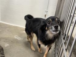 Shelter Stray Male Dog last seen Near BLOCK PICO, 1640 9th St, Santa Monica, CA 90404, USA