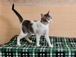 Shelter Stray Female Cat last seen , 100 Caja Del Rio Rd, Santa Fe, NM 87507, USA