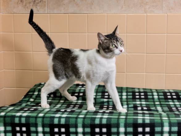 Shelter Stray Female Cat last seen , 100 Caja Del Rio Rd, Santa Fe, NM 87507, USA