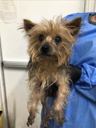 Shelter Stray Male Dog last seen Near BLOCK N CEDAR AVE, FRESNO CA 93726 5263, 5277 E Airways Blvd, Fresno, CA 93727, USA