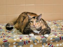 Shelter Stray Female Cat last seen ROSARIO HILL AND ROSARIO BLVD SANTA FE NEW MEXICO 87501, 100 Caja Del Rio Rd, Santa Fe, NM 87507, USA
