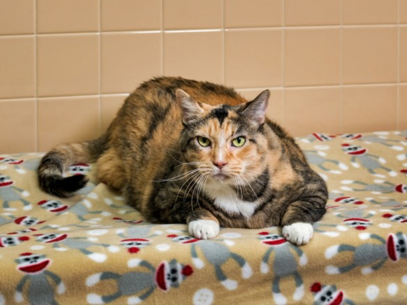 Shelter Stray Female Cat last seen ROSARIO HILL AND ROSARIO BLVD SANTA FE NEW MEXICO 87501, 100 Caja Del Rio Rd, Santa Fe, NM 87507, USA