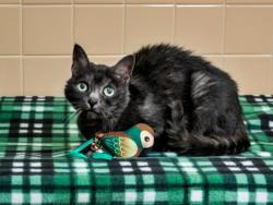Shelter Stray Female Cat last seen Near BLOCK CALLE DEL ORO SANTA FE NM 87507, 100 Caja Del Rio Rd, Santa Fe, NM 87507, USA